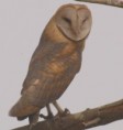 /album/photogallery/barn-owl-trugerrey-jpg/